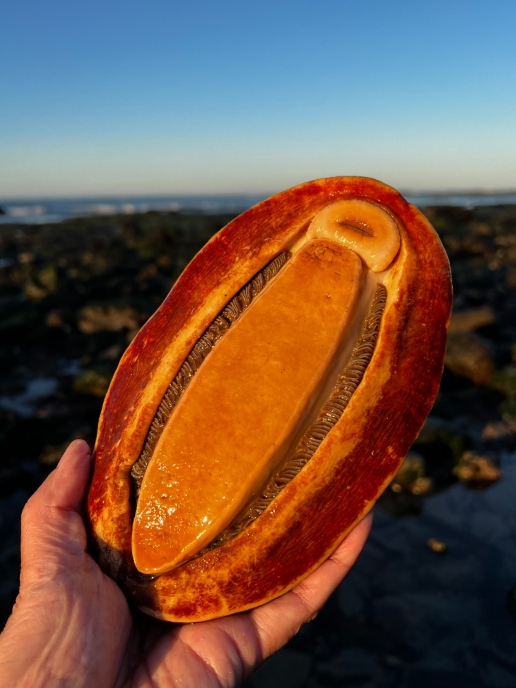 Gumboot Chiton